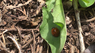 Ladybug wandering about