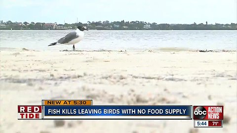 Red Tide still affecting Florida's wildlife as lack of fish leaves loons without food