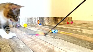 Playful Cat Loves His Toys