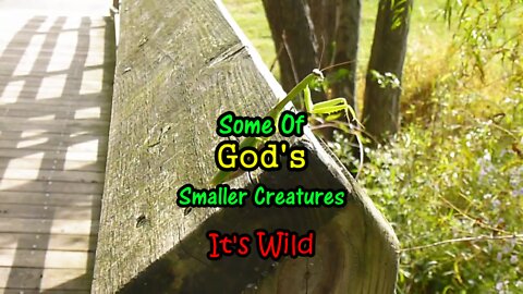 God’s Smaller Creatures