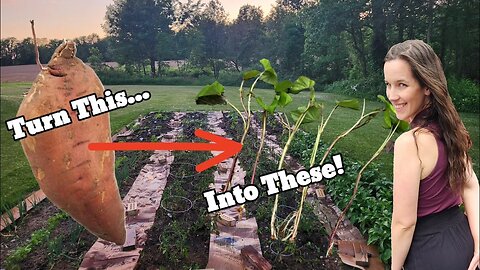 Growing Sweet Potatoes From Sweet Potatoes