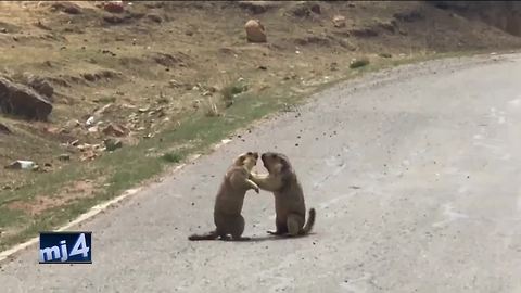 Marmot Melee: Two male marmots caught fighting on camera