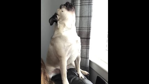 Howling Pug Gives A Hilarious Husky Impression