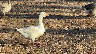 The Goose Mating Dance…