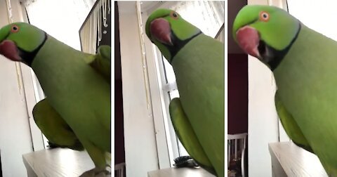 Parrot has an important message to say front of the camera