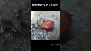 Nascimento da Minhoca