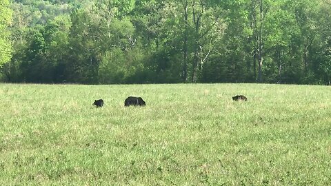 Cades cove’s black bears