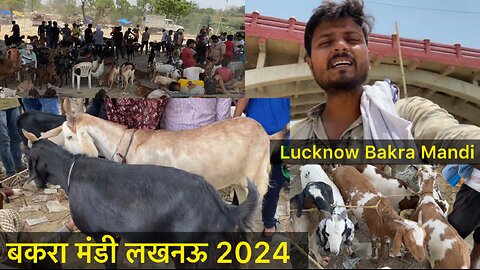 बकरा मंडी लखनऊ 2024 | New Pakka Pull Lucknow Bakra Mandi 2024 | Bakra Eid Special Lucknow Bazaar |