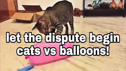 cat vs balloon 2
