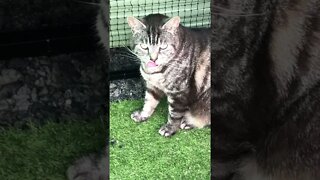 Cute cat licking lips