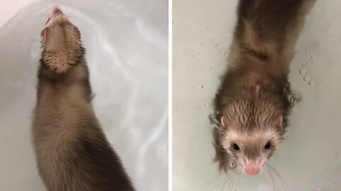 The ferret is exercising by swimming