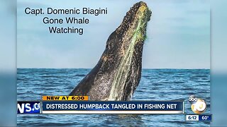 Distressed humpback tangled in fishing net off San Diego's coast