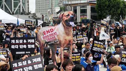 Dog meat production and sales will soon become illegal in South Korea // January 9, 2024