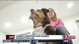 Canine cognition and human interaction lab at UNL
