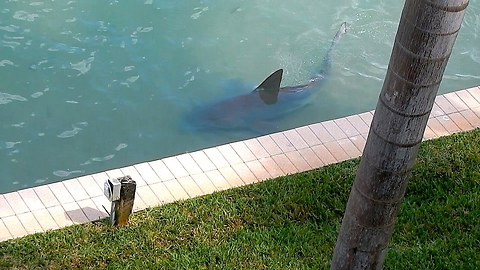 Big Bull Shark Is Spotted In The Backyard Of A Resident’s Home