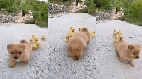 Puppy And Ducklings Friends