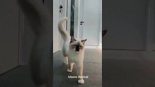 CAT VIDEO