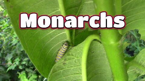 Monarch Caterpillars And More! 🦋