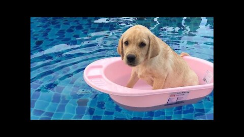 Puppy Swimming Water Video