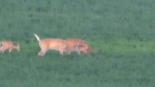 THE SLOW-MO HEAD LIFT! MONSTER WHITETAILS