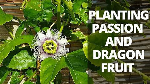 Dragon Fruit and Passion Fruit: Planting and Care