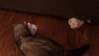 Adorable ferrets playing with a bouncing bunny