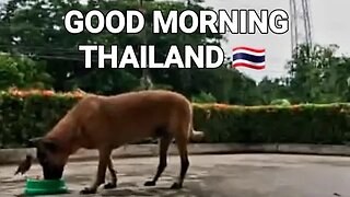 LIVESTREAM TOUR OF OUR GARDEN IN THAILAND AND BREAKFAST WITH DDD #thailand #livestream #rayong