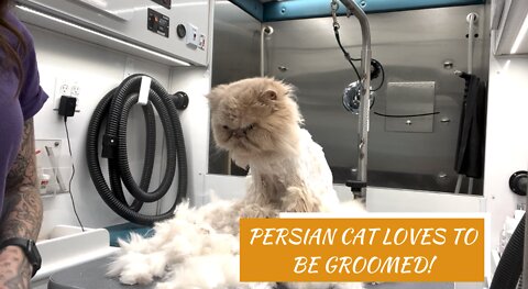 Persian Cat LOVES to be Groomed!