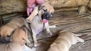 Frankie-Bomp x Rosebud pups at 3 wks (born 7/20)