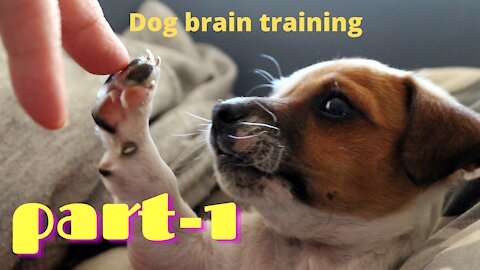 dog brain training||part-1||dog training techniques