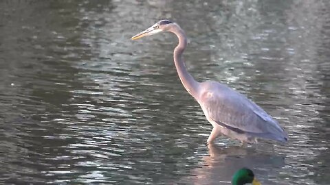 CatTV: Big bird in duck pond