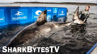 Giant Great White Shark Caught by Researchers - Shark Bytes TV Episode 1