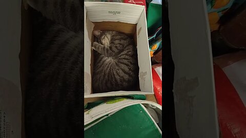 Puss Puss Kitten sound asleep in a box