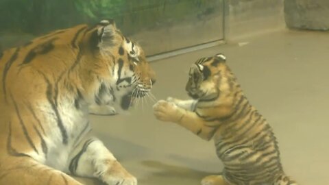 Adorable endangered Amur tiger cub plays with mom at Zoo |Please leave me