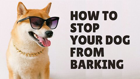How To Stop Your Dog From Barking?