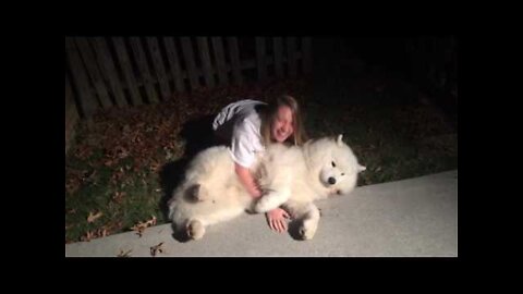 Stubborn Samoyed-Trying to get Cody in from the cold at bedtime.