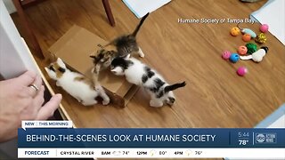 Humane Society of Tampa Bay launches Virtual Critter Camp to help kids during the quarantine