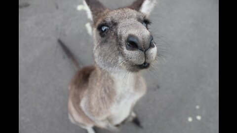 Baby Kangaroo - Joey Cute Edition - Beware of high levels of cuteness