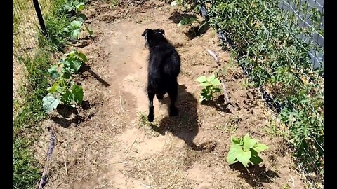 Late June Garden Tour