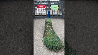 Sorry…You Weren’t Invited to the Party Mr.Peacock #shorts #zoo #peacock #enterthecronic