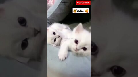 Two Cute Kittens🥰#shorts #catlove #catvideos #kittens #cute