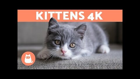 KITTENS 4K |Cute KITTEN VIDEOS in 4K 🧡