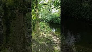 Nature#nature #yorkshire #uk #river#tree#short