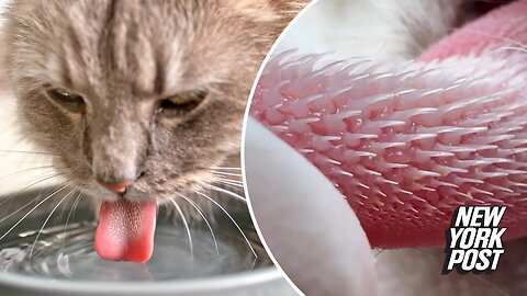People are 'disturbed' after seeing a cat's tongue up close