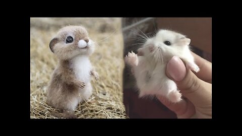 AWW SO CUTE! Cutest baby animals Videos Compilation Cute moment of the Animals