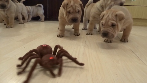Shar Pei puppies take on robot spider