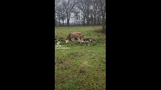 Momma cow with baby heifer calf.