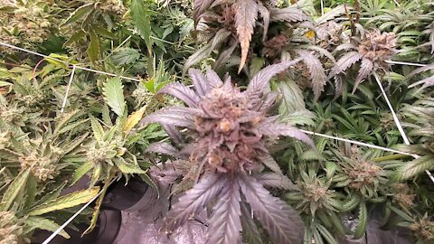 Week 6 or 7 of Flower indoor Marijuana Growing