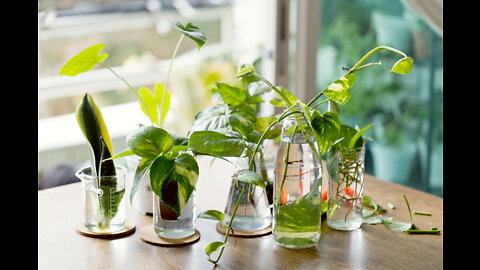 How to Propagate House Plants