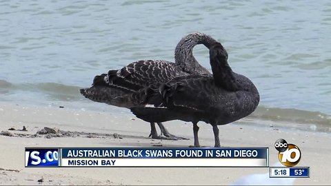 Australian Black Swans found in San Diego